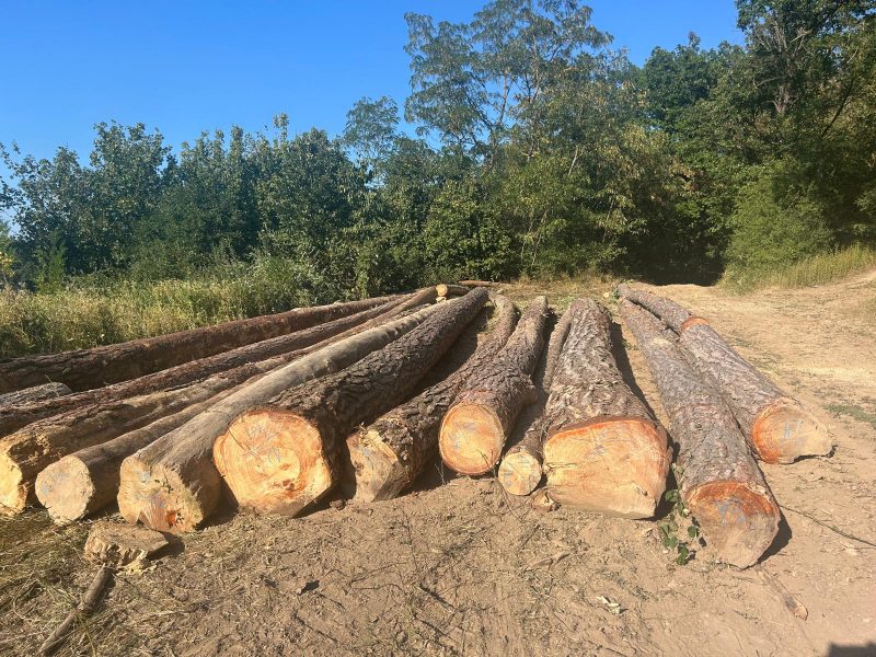 ROUND PINEWOOD WITH BARK 