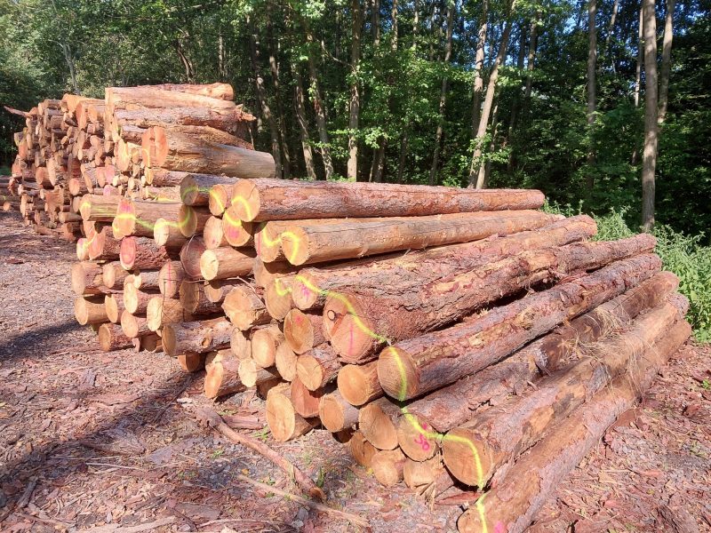 image LARCH WOOD ROUND WITH BARK  EUROEXPO-NET