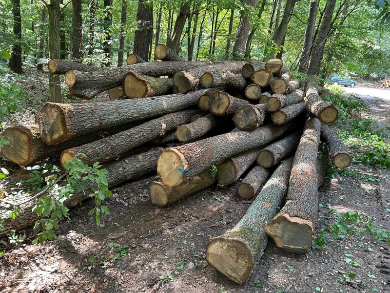 image ROUND OAK WOOD WITH BARK  EUROEXPO-NET