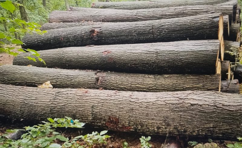 image ROUND OAK WOOD WITH BARK  EUROEXPO-NET