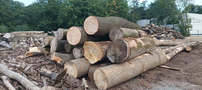 image ROUND ASH WOOD WITH BARK  EUROEXPO-NET