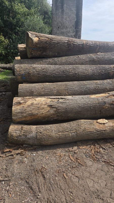 ROUND ASH WOOD WITH BARK 