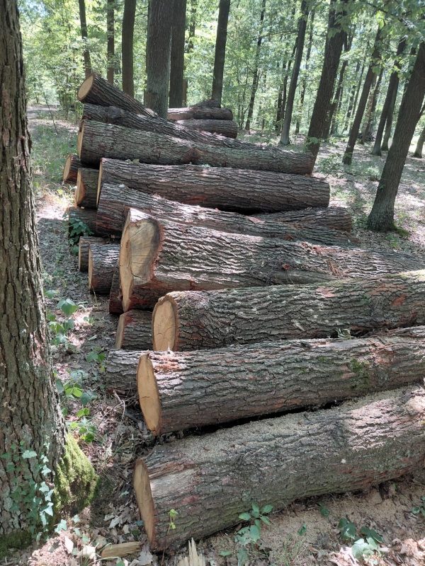 image ROUND OAK WOOD WITH BARK  EUROEXPO-NET