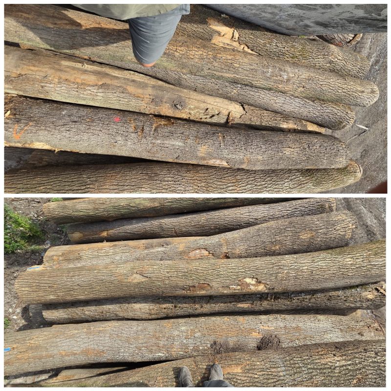 image ROUND ASH WOOD WITH BARK  EUROEXPO-NET