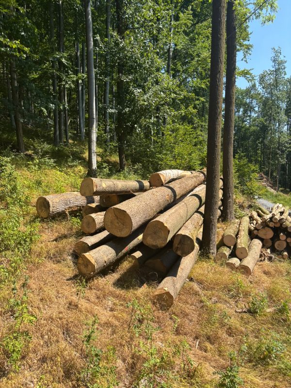 image ROUND ASH WOOD WITH BARK  EUROEXPO-NET
