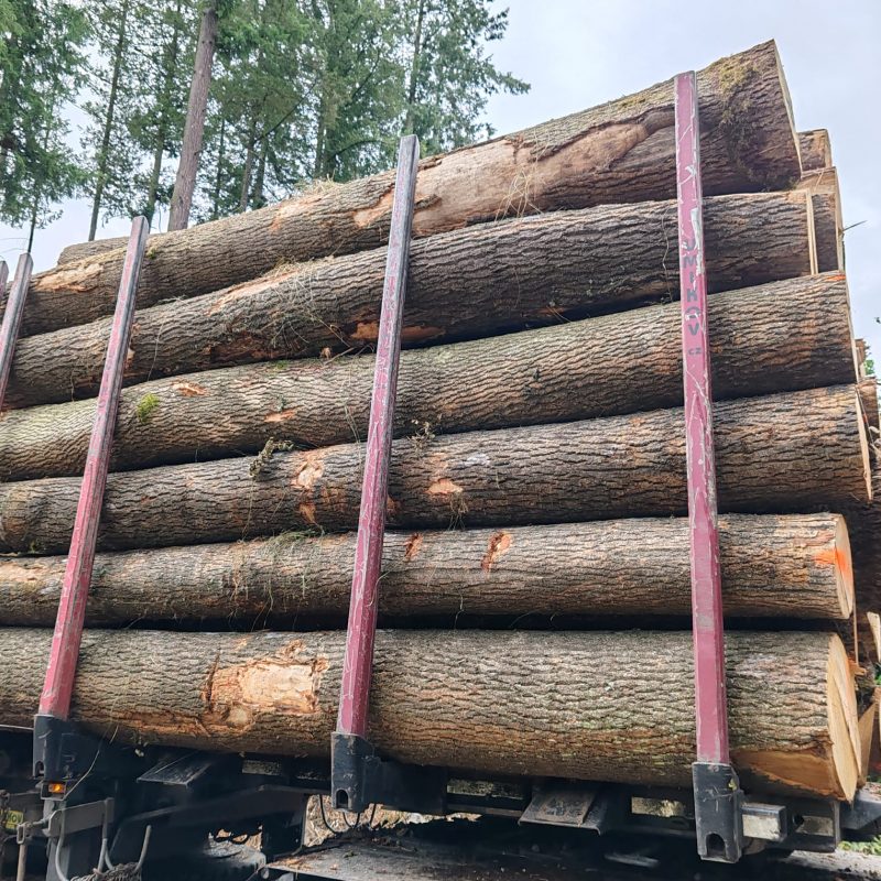 ROUND ASH WOOD WITH BARK 
