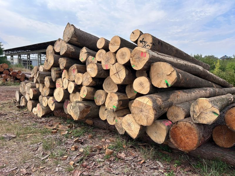 ROUND ASH WOOD WITH BARK 