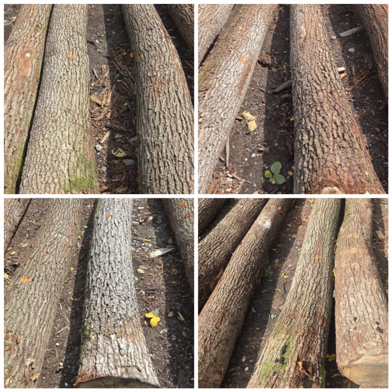 image ROUND OAK WOOD WITH BARK  EUROEXPO-NET