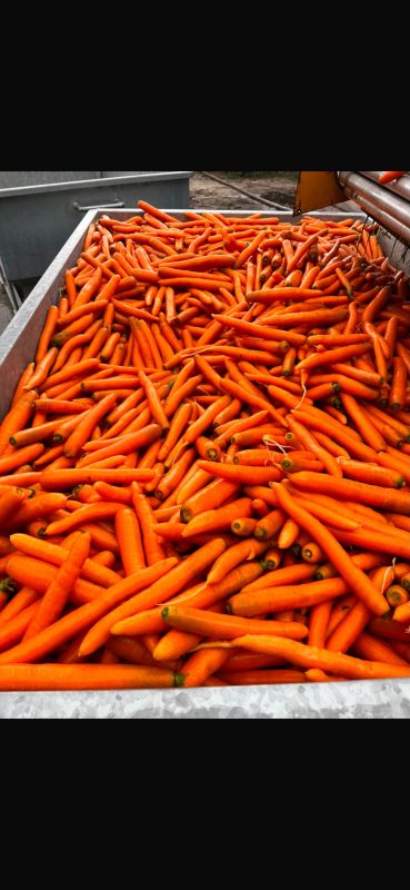 ORGANIC VEGETABLES - CARROT