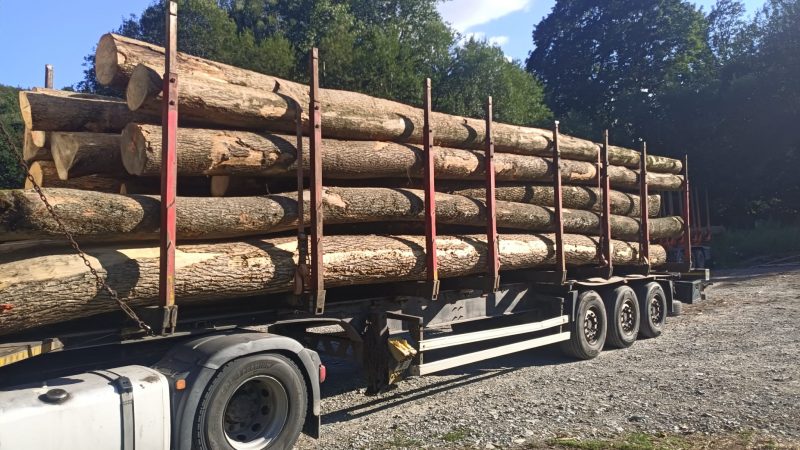 ROUND ASH WOOD WITH BARK 