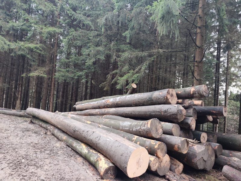ROUND BEECHWOOD WITH BARK