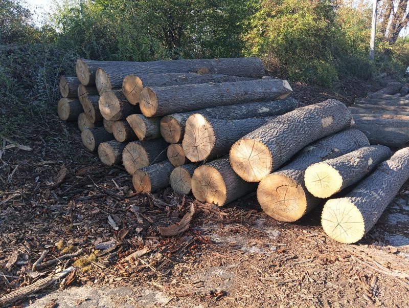 ROUND ASH WOOD WITH BARK 