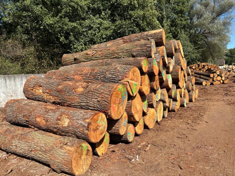 ROUND OAK WOOD WITH BARK 