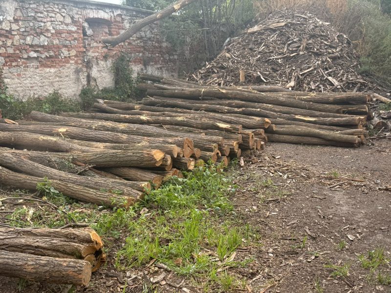 ACACIA LOGS 