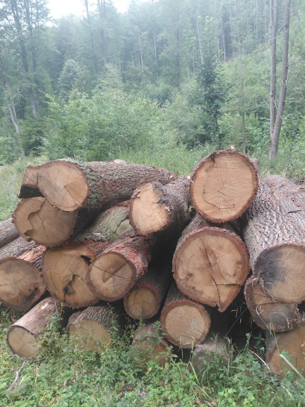 ROUND OAK WOOD WITH BARK 