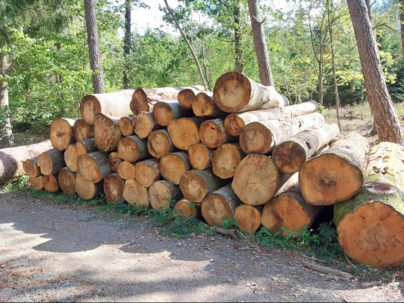 ROUND BEECHWOOD WITH BARK 