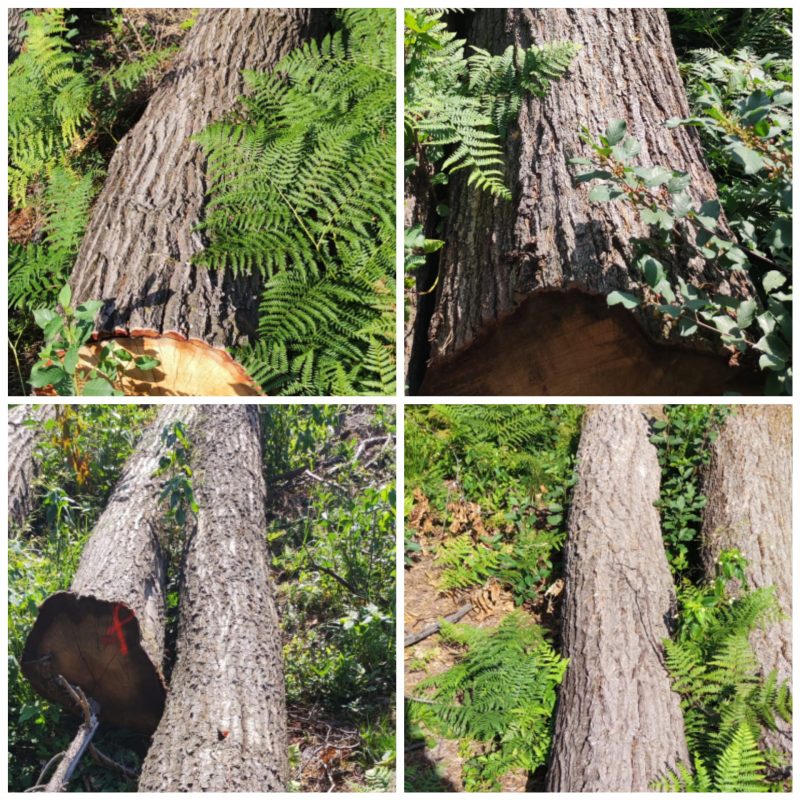 ROUND OAK WOOD WITH BARK 