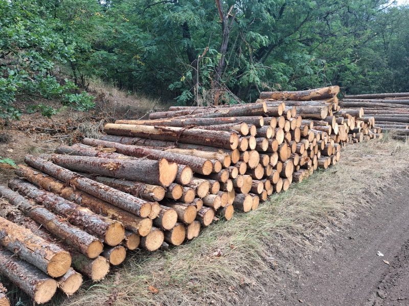 LARCH WOOD ROUND WITH BARK 