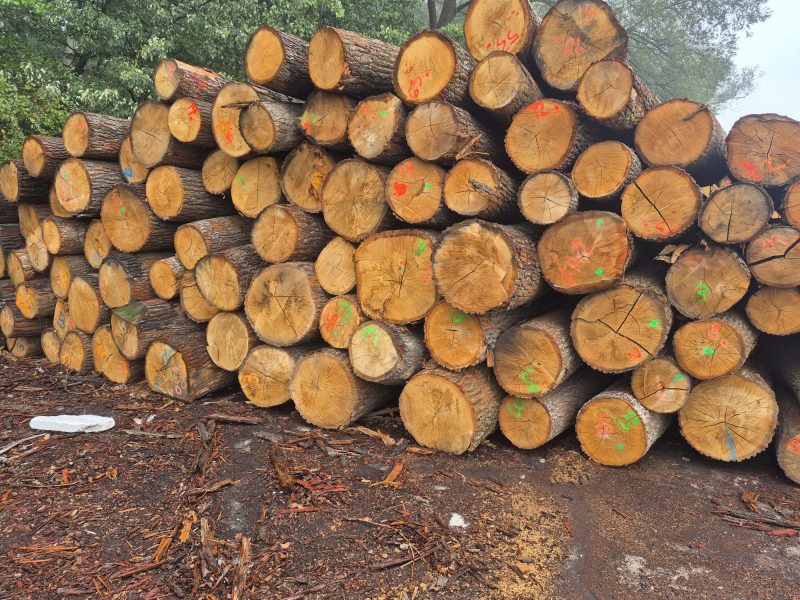 ROUND OAK WOOD WITH BARK 