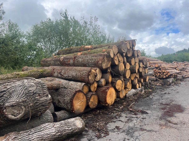 ROUND OAK WOOD WITH BARK 