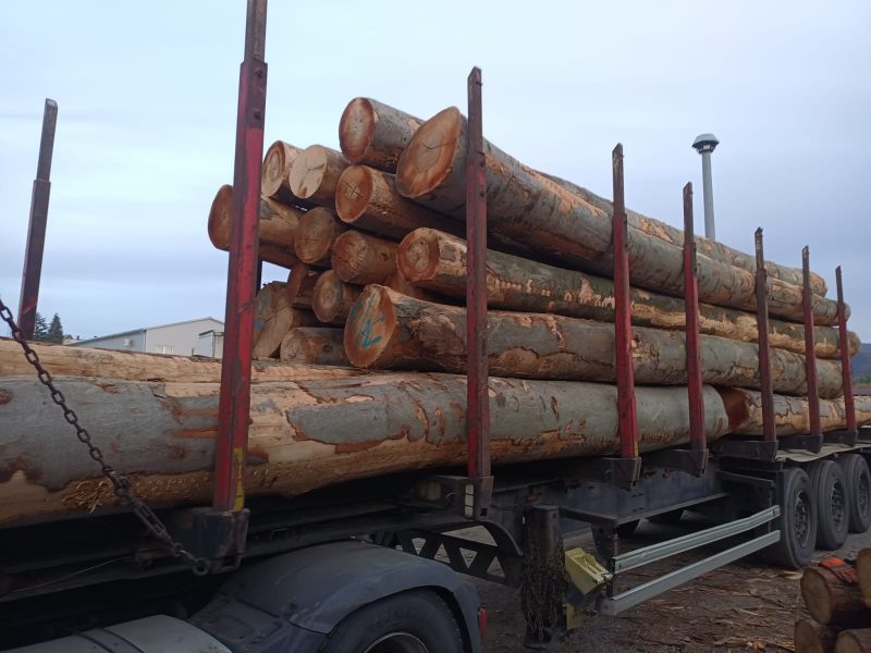 ROUND BEECHWOOD WITH BARK 