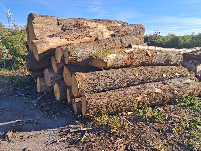 image ROUND OAK WOOD WITH BARK  EUROEXPO-NET