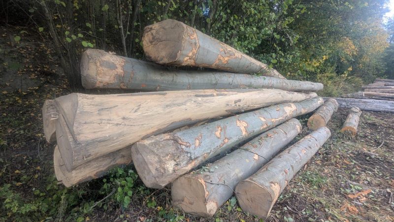 ROUND BEECHWOOD WITH BARK