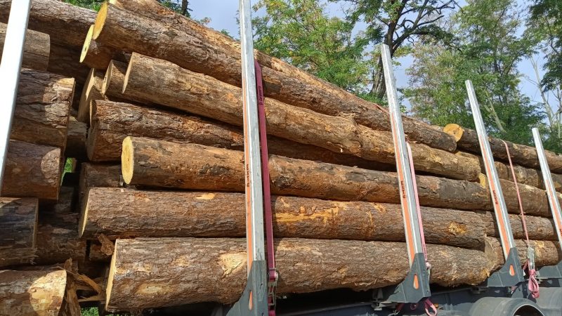 ROUND PINEWOOD WITH BARK 