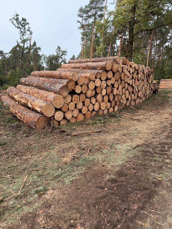 image ROUND PINEWOOD WITH BARK  EUROEXPO-NET