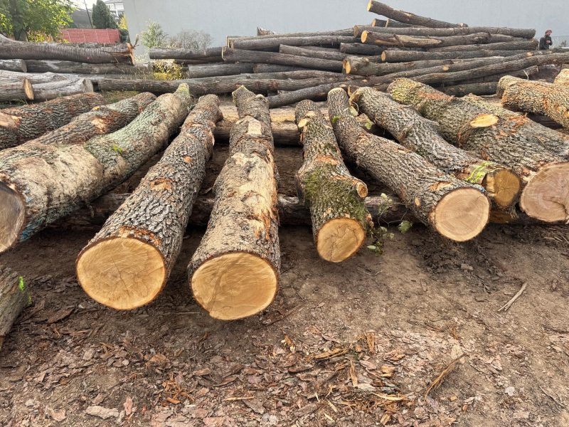 image ROUND OAK WOOD WITH BARK  EUROEXPO-NET