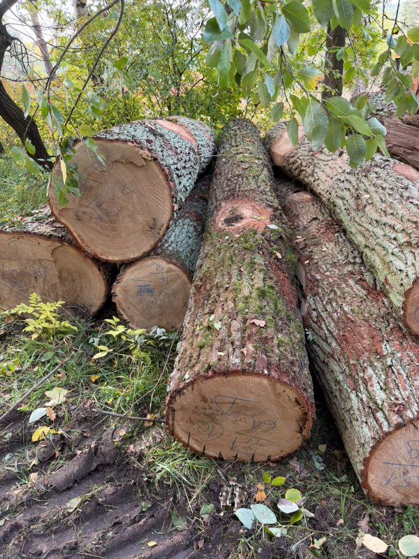 image ROUND OAK WOOD WITH BARK  EUROEXPO-NET