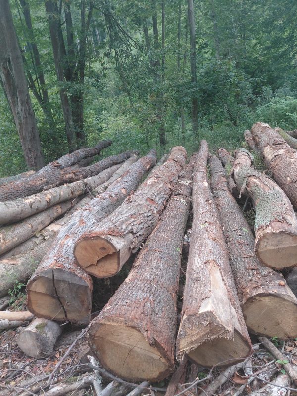 ROUND OAK WOOD WITH BARK 