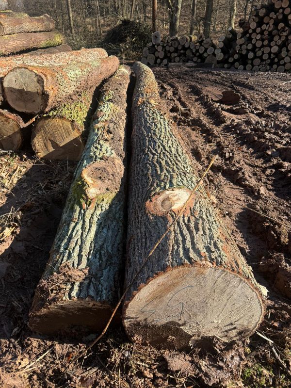 ROUND OAK WOOD WITH BARK