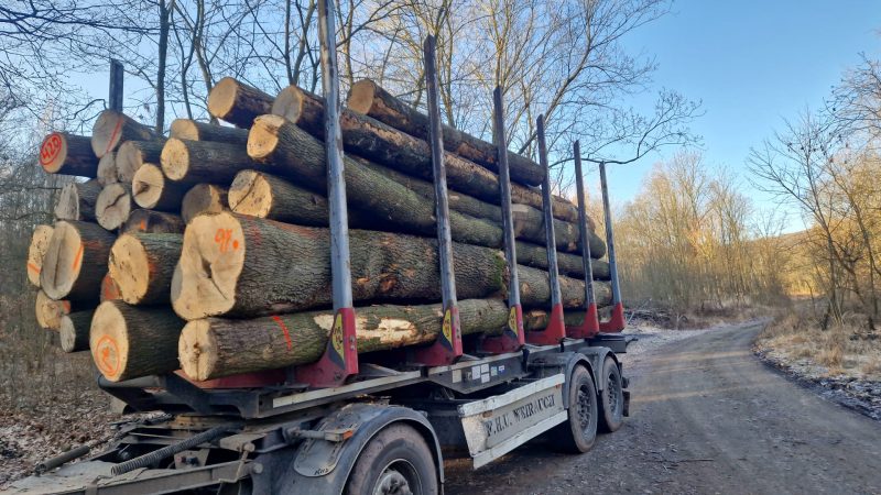 ROUND ASH WOOD WITH BARK