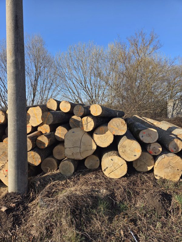 ROUND ASH WOOD WITH BARK