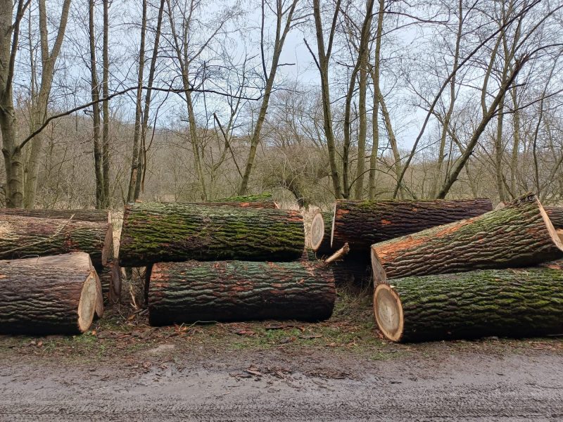 image POPLAR LOGS    EUROEXPO-NET