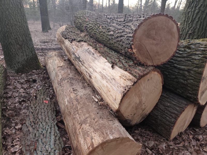 ROUND OAK WOOD WITH BARK