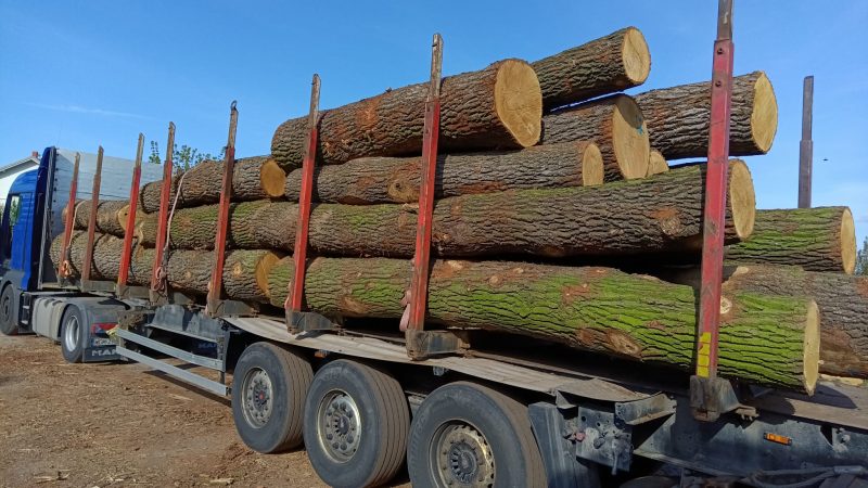 ROUND OAK WOOD WITH BARK