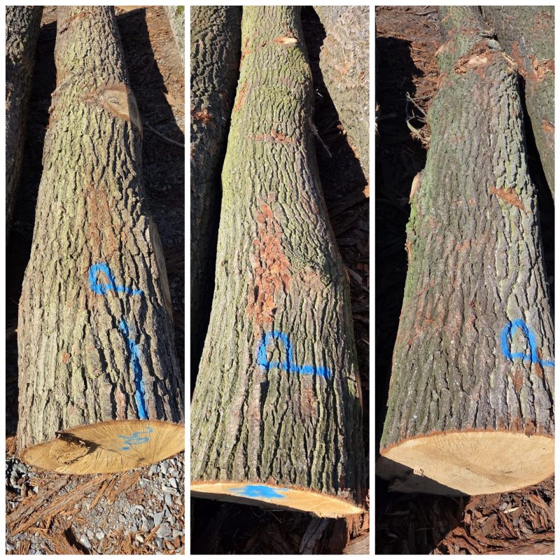 ROUND OAK WOOD WITH BARK