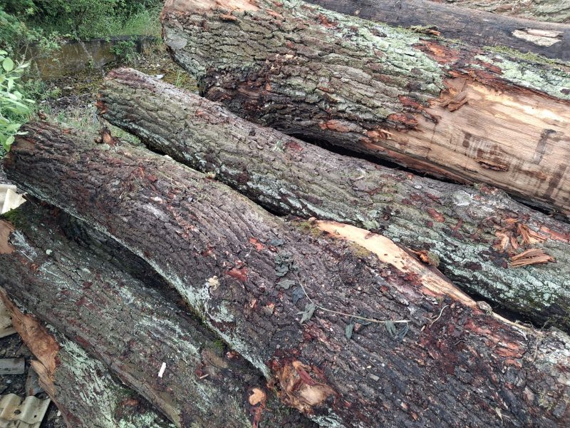 ROUND OAK WOOD WITH BARK