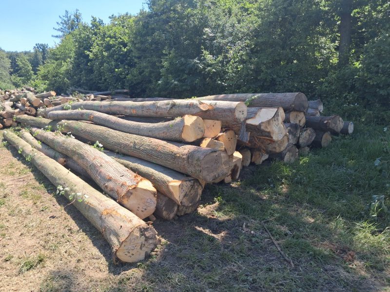LIME TIMBER ROUND WITH BARK