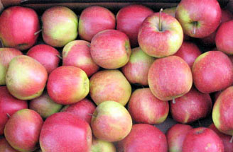 FRUIT - JONAGOLD APPLES SALE