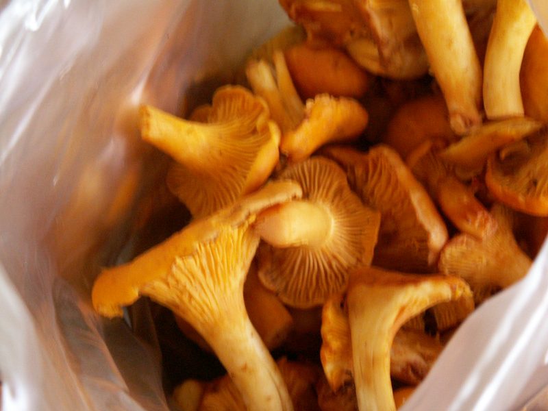 CHANTERELLE MUSHROOMS