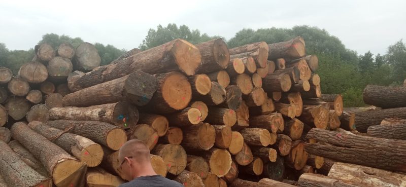 ROUND OAK WOOD WITH BARK