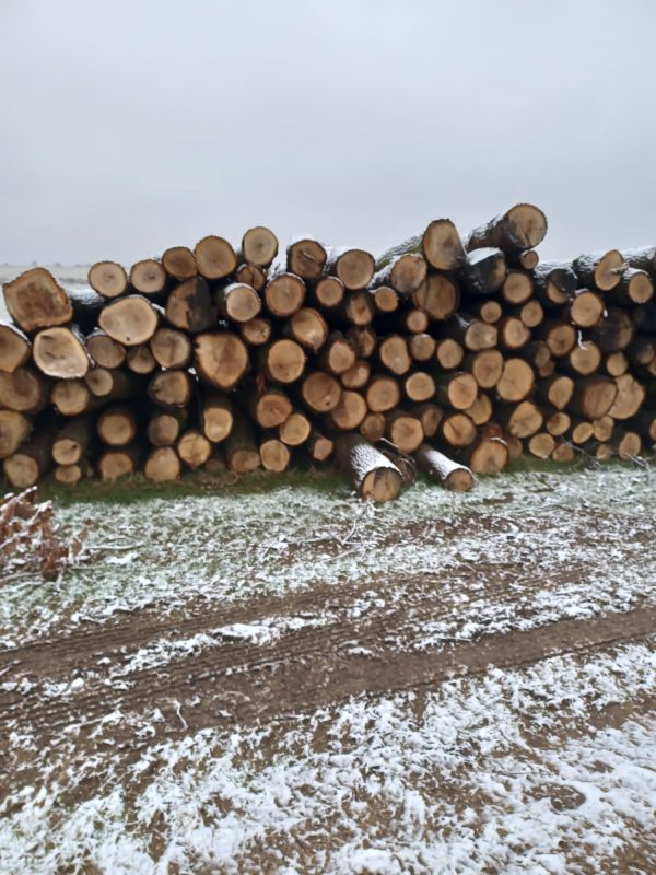 ROUND OAK WOOD WITH BARK