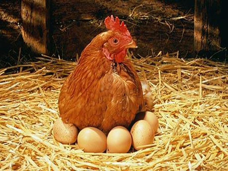 HATCHING EGGS FROM HEAVY HENS