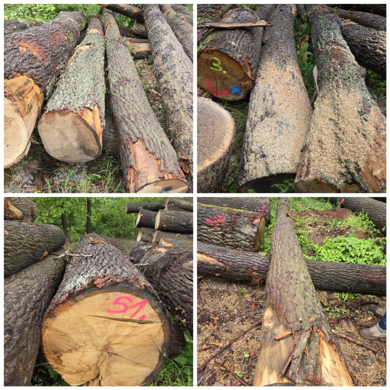 ROUND OAK WOOD WITH BARK