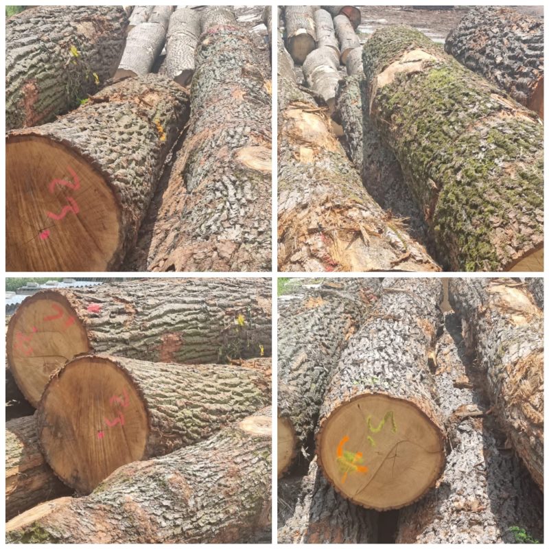 ROUND OAK WOOD WITH BARK