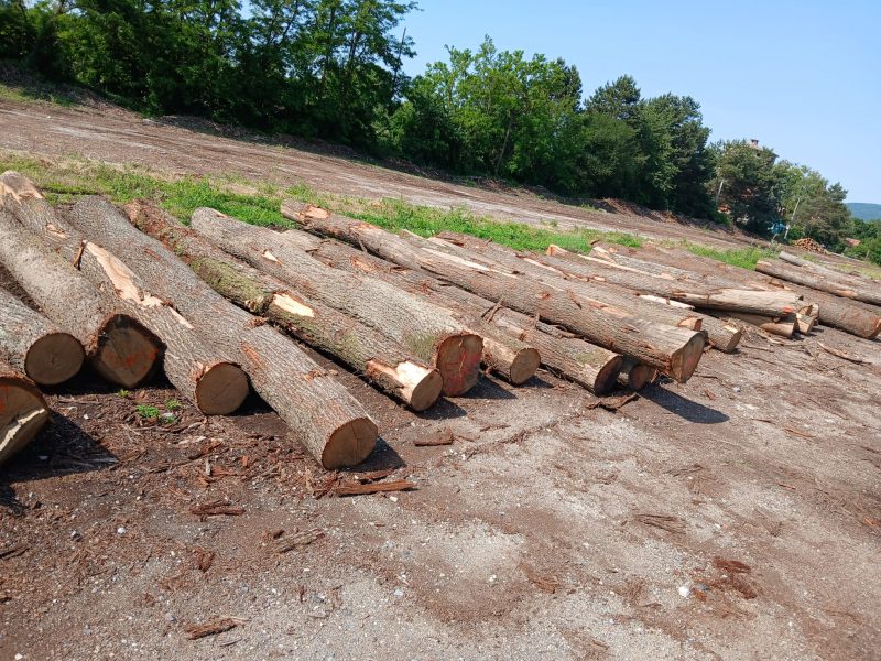 ROUND OAK WOOD WITH BARK