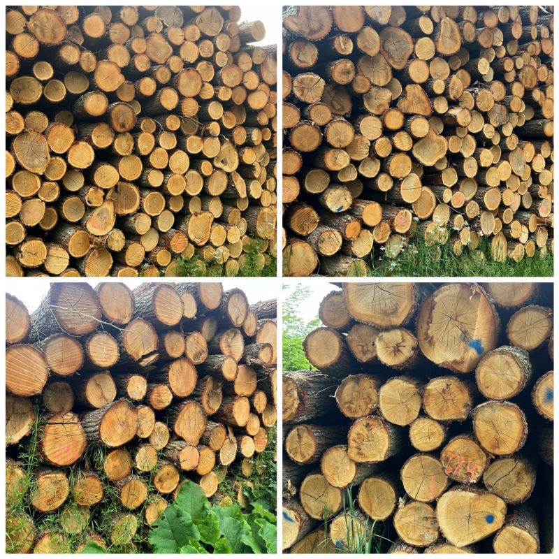 ROUND OAK WOOD WITH BARK